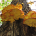 Laetiporus sulphureus 'Sulfur Shelf' or 'Chicken of the Woods'